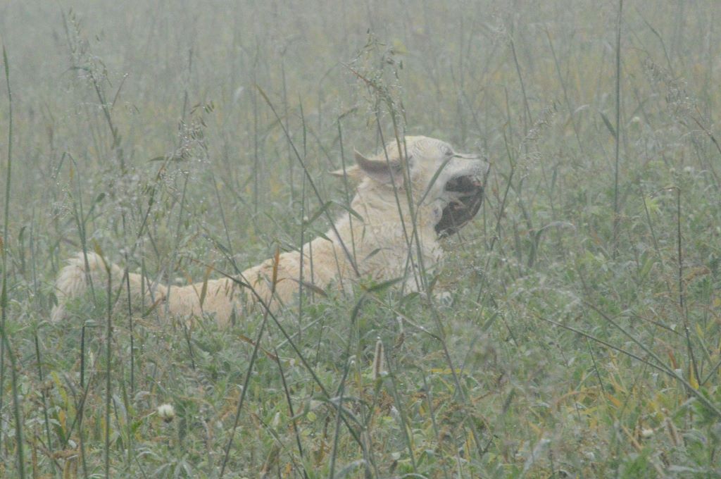 Shan Deu Lo Dama - Field trial de Confrançon