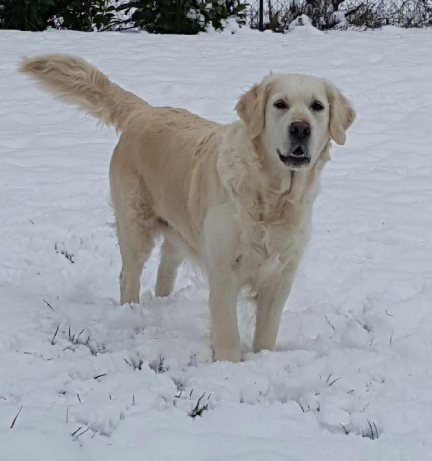 Shan Deu Lo Dama - Fidji dans la neige