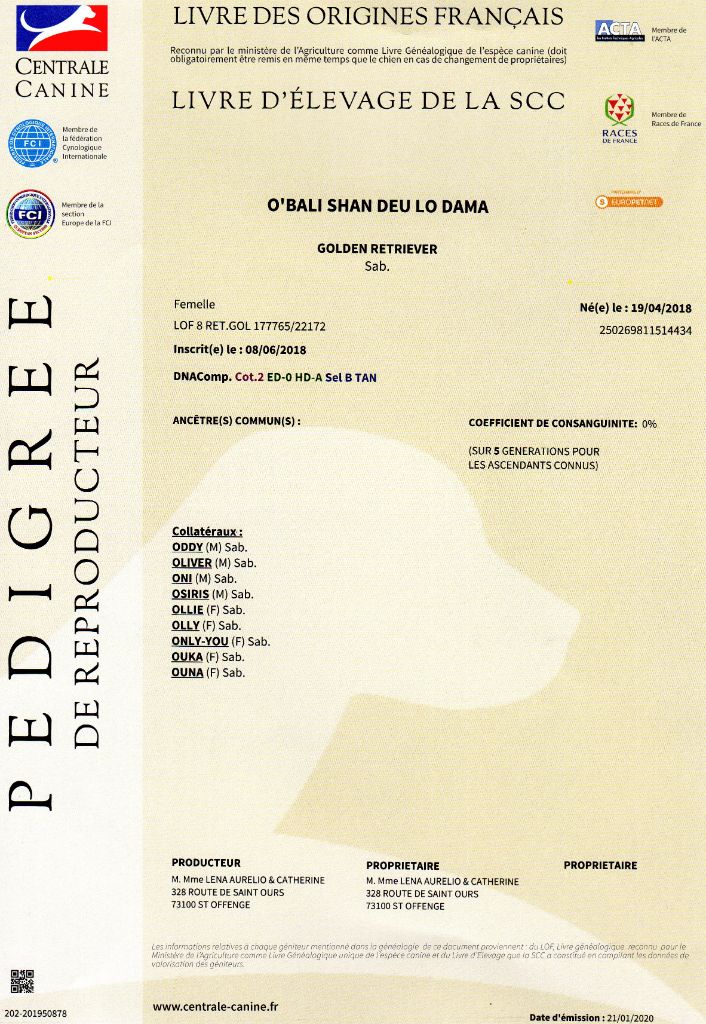 Shan Deu Lo Dama - pedigree O'Bali