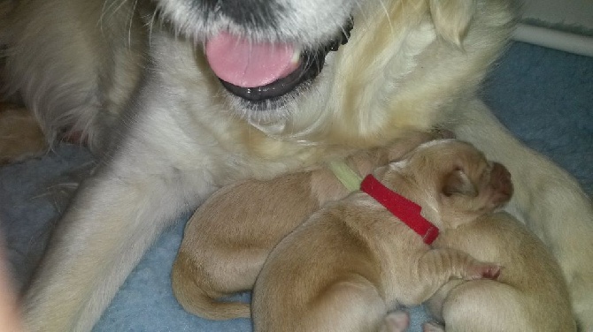 Shan Deu Lo Dama - premiers calins d'une maman comblée