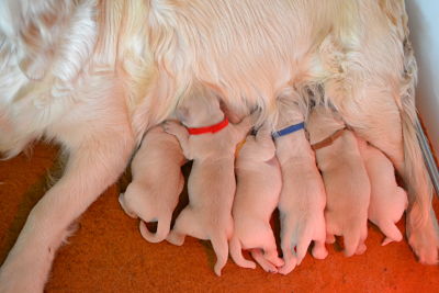 Shan Deu Lo Dama - petites nouvelles des chiots du 17 avril