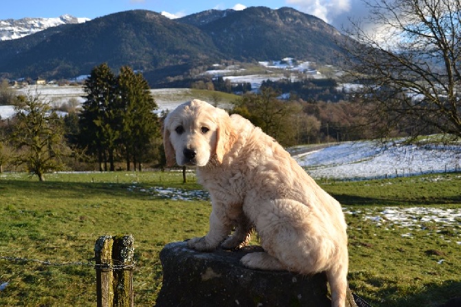 Shan Deu Lo Dama - Juneau en ballade à Bellecombes en Bauges