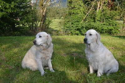 Shan Deu Lo Dama - Balou en vacances chez nous