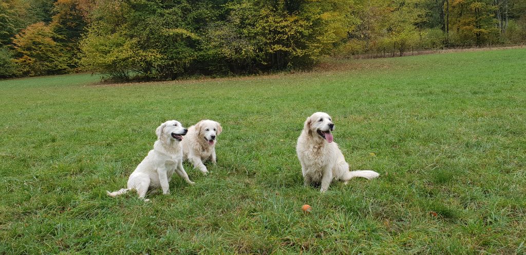 Shan Deu Lo Dama - Des amours de golden