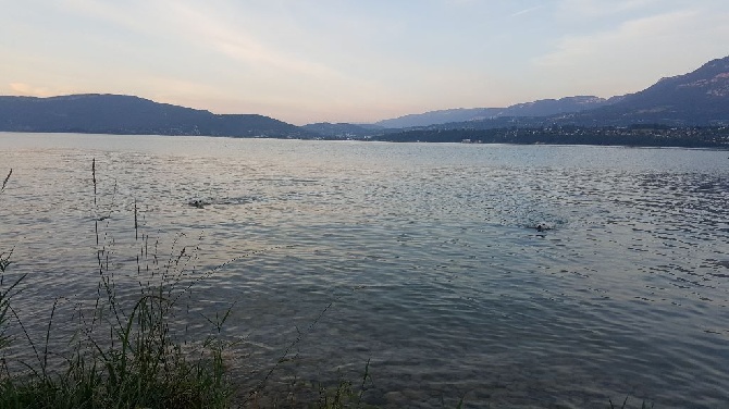 Shan Deu Lo Dama - un petit bain au lac du bourget