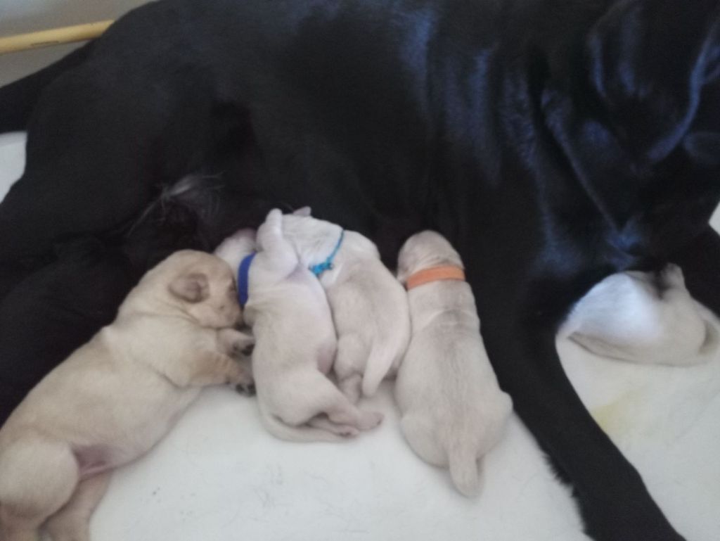 Shan Deu Lo Dama - Les 4 goldinoux avec leur maman adoptive Gabby