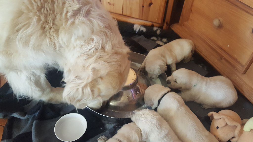 Shan Deu Lo Dama - Bangka apprend aux bébés 