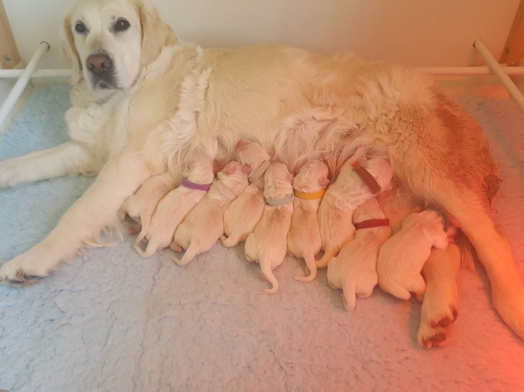 Shan Deu Lo Dama - Les bébés ont 1 jour