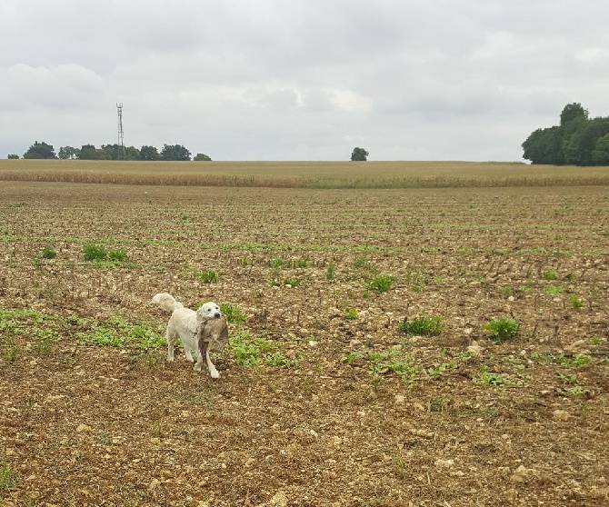 Shan Deu Lo Dama - Entrainement pour les fields