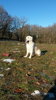 Shan Deu Lo Dama - reprise des entrainements de retriever