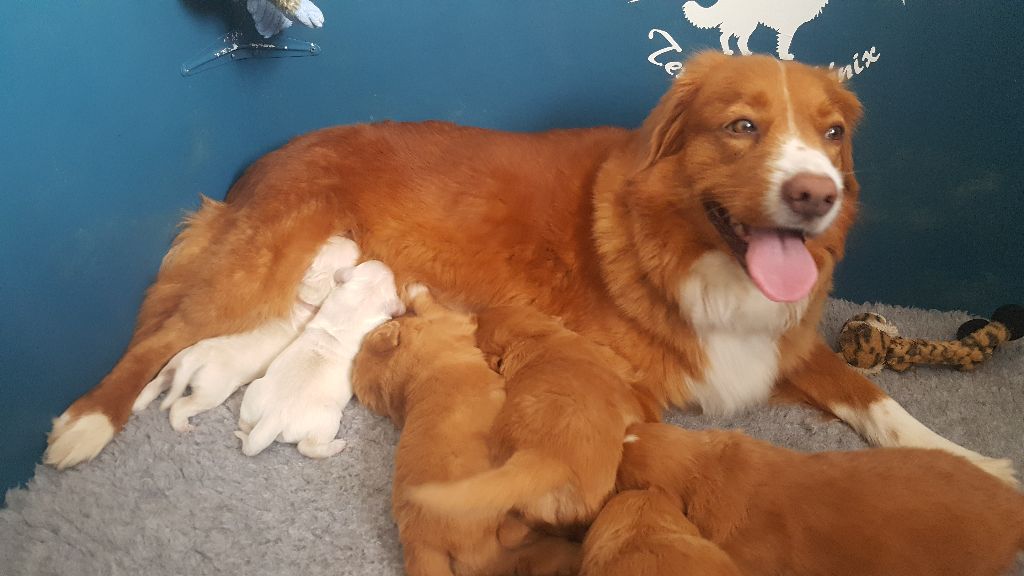 Shan Deu Lo Dama - Les 2 goldinoux avec leur maman adoptive Hedgie