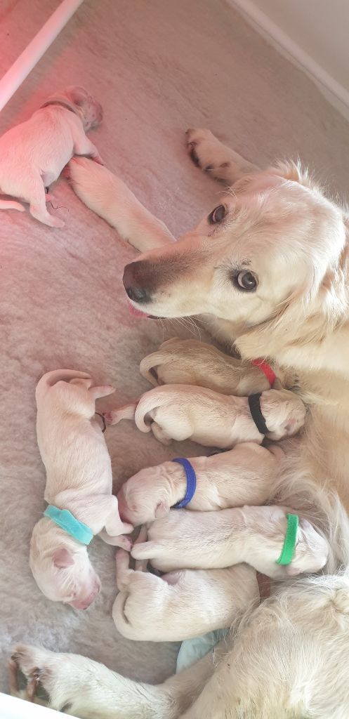 Shan Deu Lo Dama - Naissances des bébés d'O'Bali et Twister