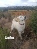  - Saïka 