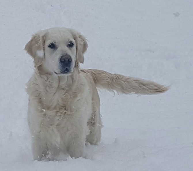 Shan Deu Lo Dama - Enfin la neige