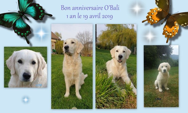 Shan Deu Lo Dama - bon anniversaire O'Bali