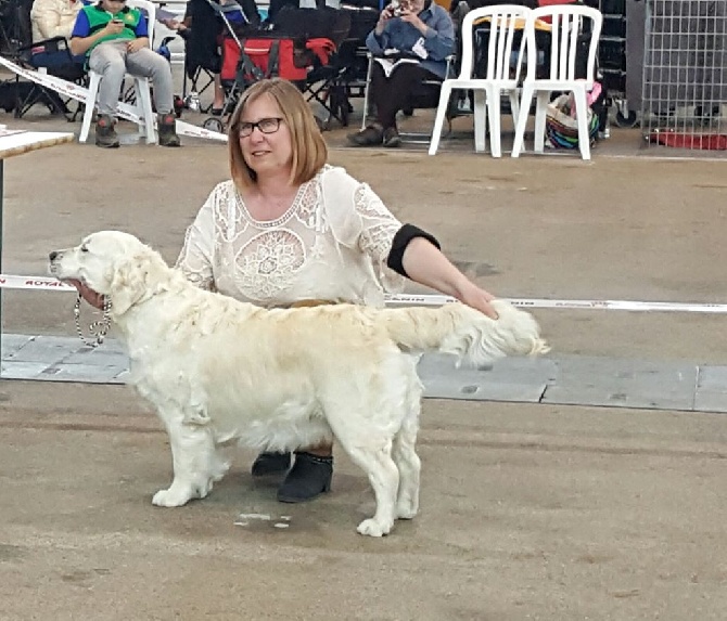 Shan Deu Lo Dama - EXPO INTERNATIONALE LYON SPECIALE RETRIEVER