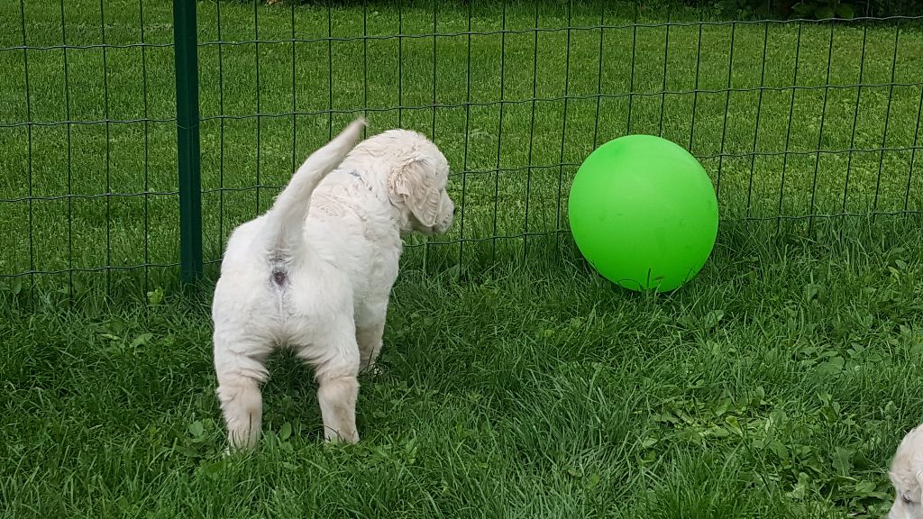 Shan Deu Lo Dama - Jeux de ballon