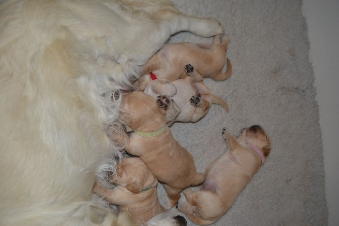 Shan Deu Lo Dama - nos bébés goldinoux !