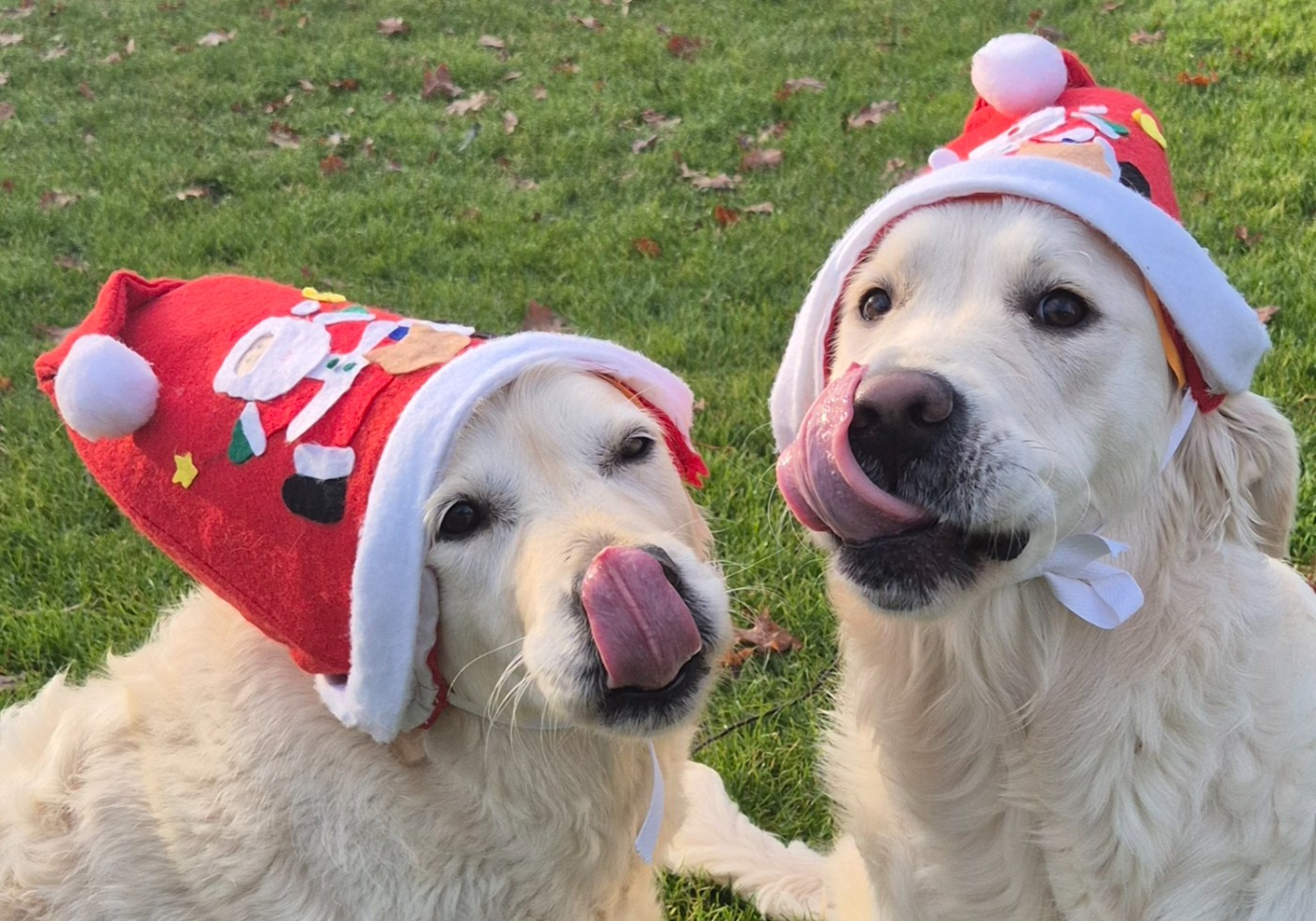 Shan Deu Lo Dama - Bonnes fêtes
