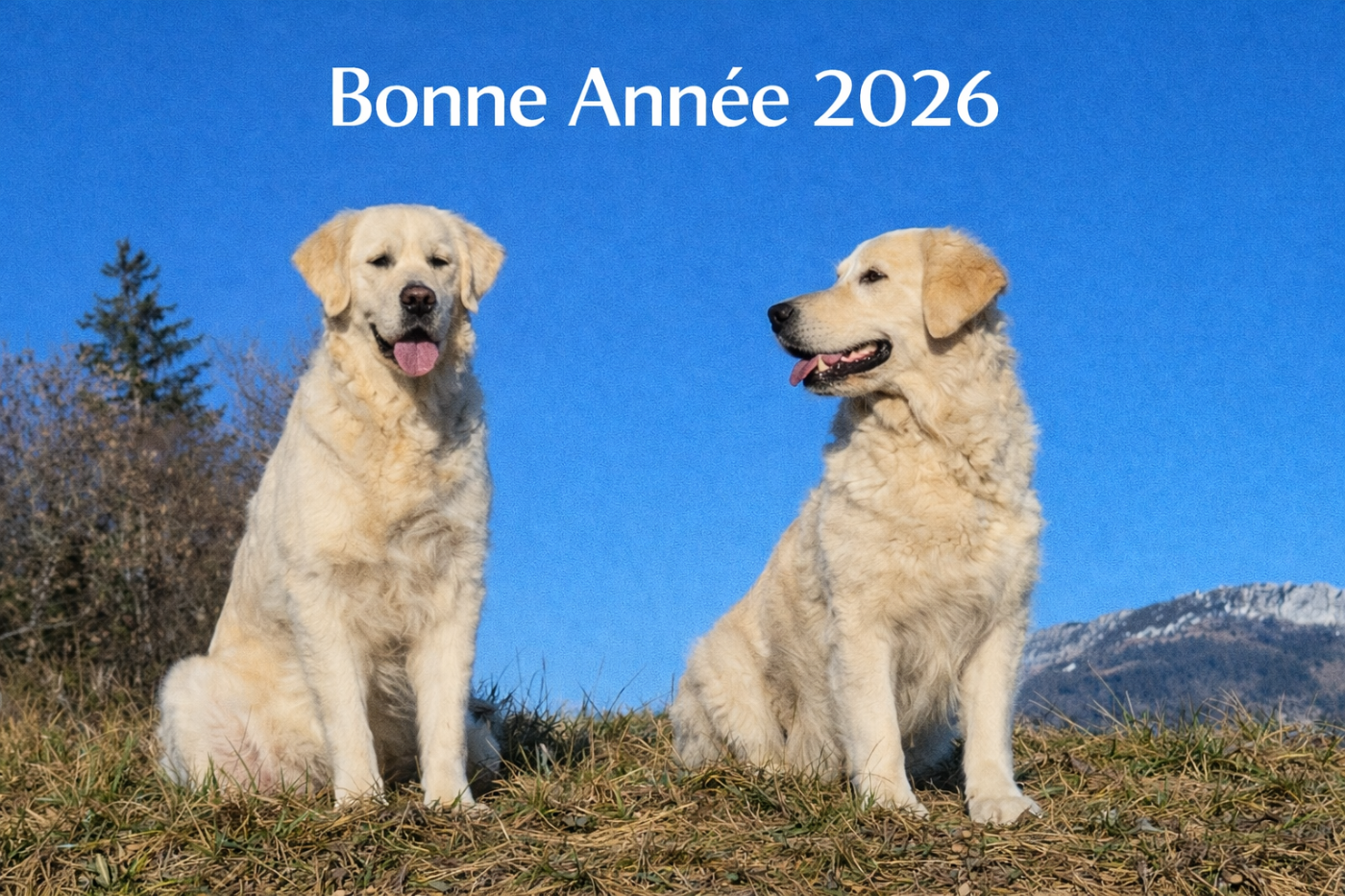 Bonne Année 2026