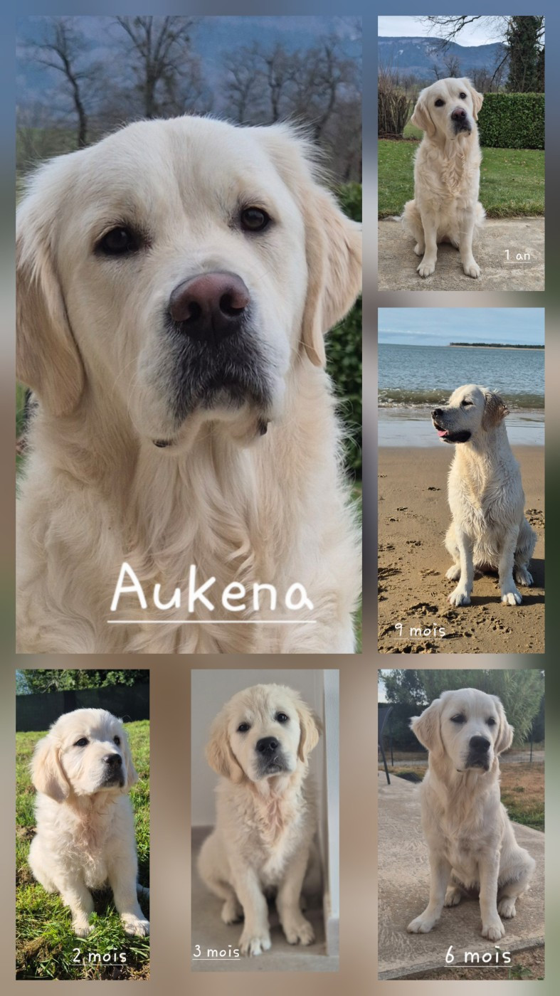 1 an Aukena