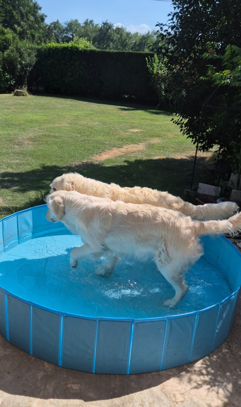Canicule