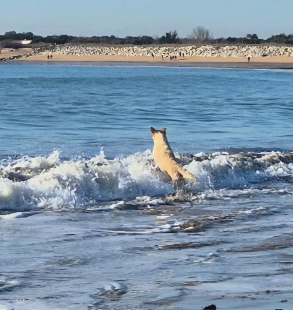 Les vagues 