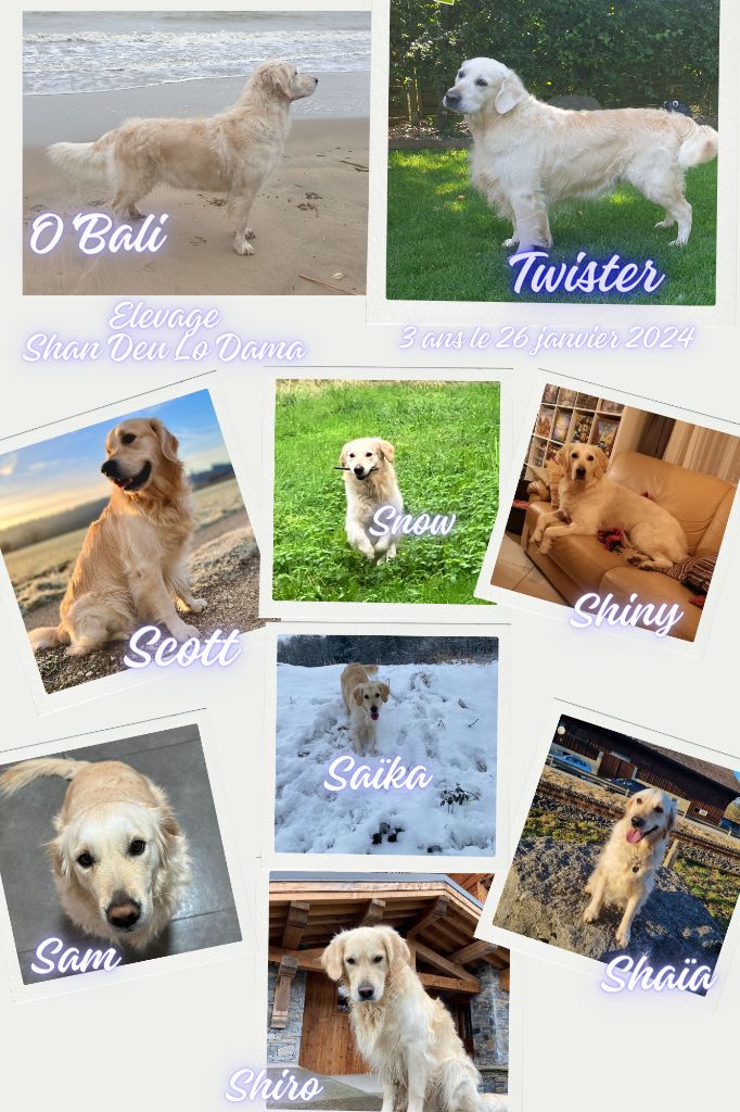 Shan Deu Lo Dama - 3 ans bébés O'Bali x Twister