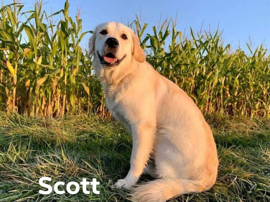 Shan Deu Lo Dama - Scott