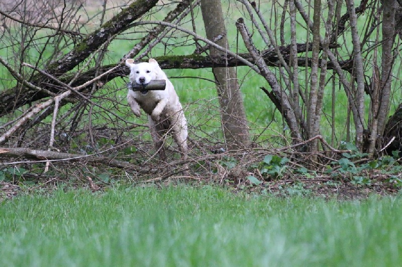 Entrainements travail retriever