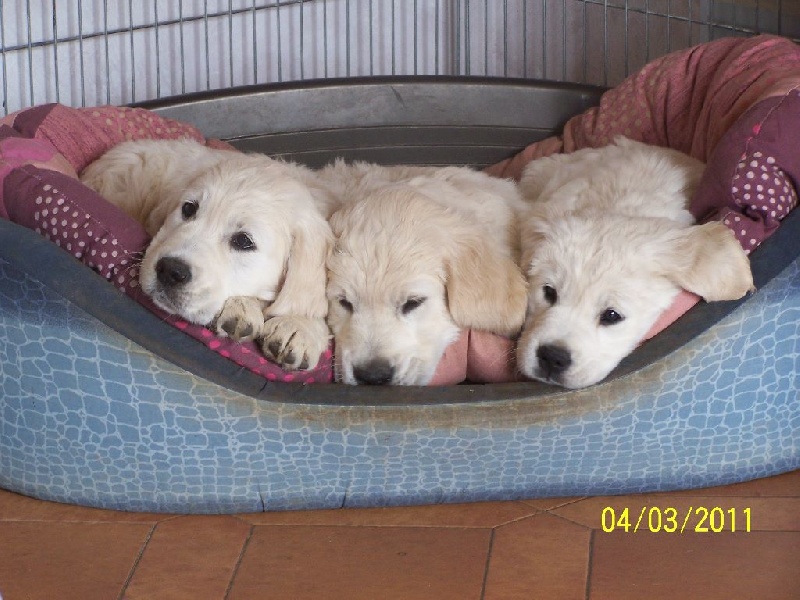 les bébés de Bangka