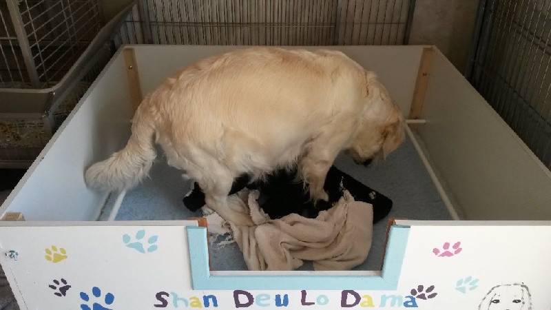 bébés de Fidji et Fuerté des Fields d'Est