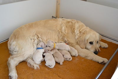 Jour après jour les bébés de bangka et eirak