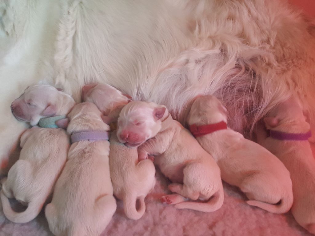 Bébés de Fidji et Yenoh