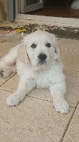 OLIVER