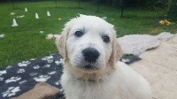 ODDY