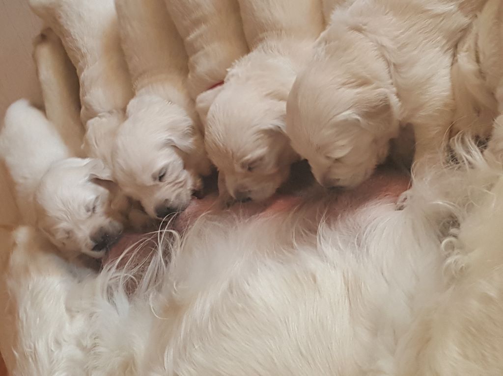Shan Deu Lo Dama - Golden Retriever - Portée née le 06/06/2017